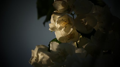 flower  white  light