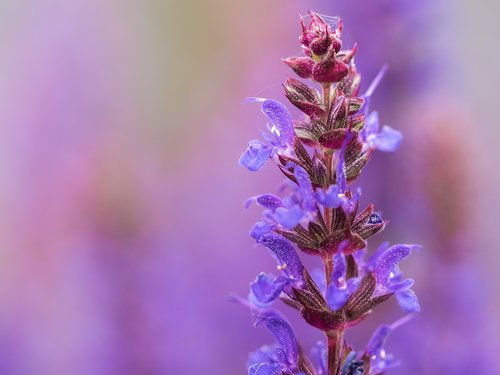 flower  garden  blossom