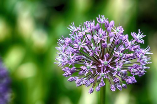 flower  garden flower  floral