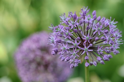 flower  garden flower  floral