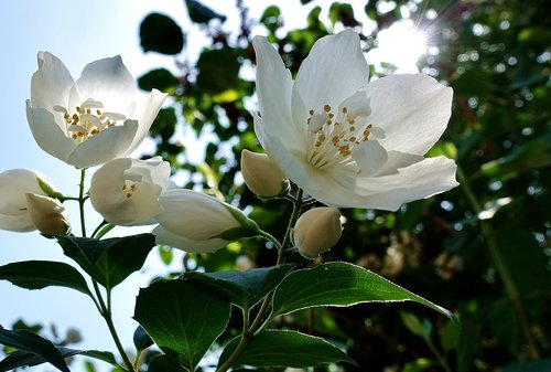 flower  white  jasmin