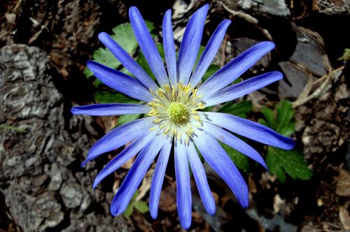 flower spring blue