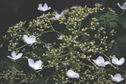 flower  white  white blossom