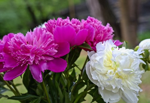 flower  peony  spring