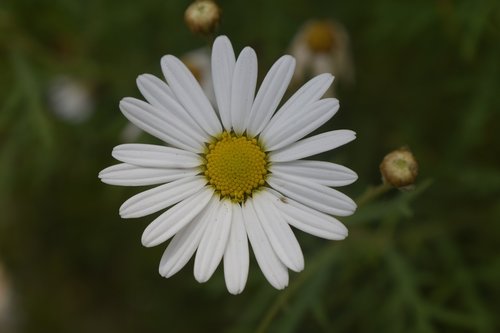 flower  nature  floral