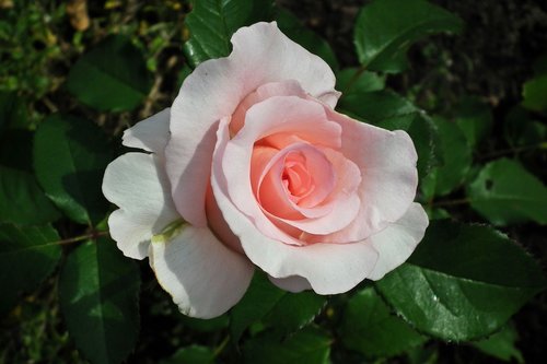 flower  rose  pink rose