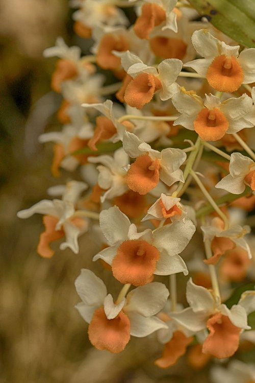 flower  garden flower  floral