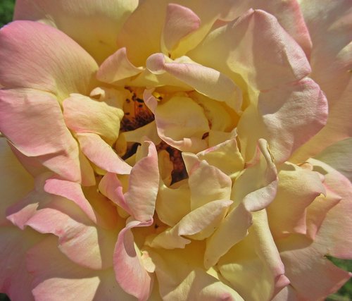 flower  rose  petals