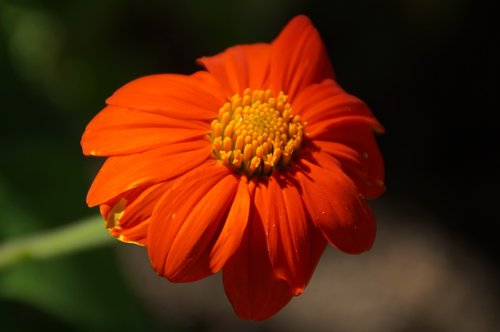 flower  red  blossom