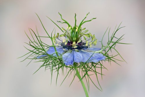 flower  nigella  blue