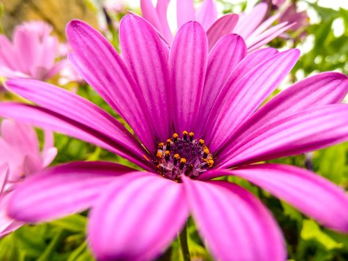 flower  petals  pink flower