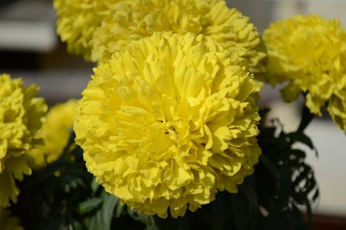 flower  genda  yellow