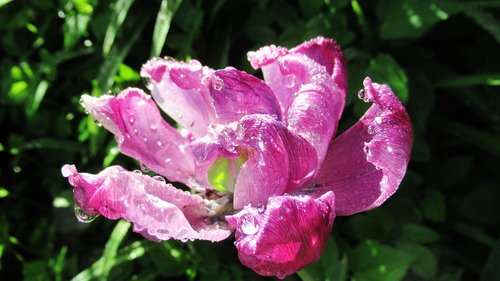 flower  rain  dew