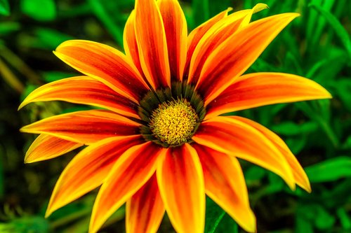 flower  flower foreground  pistils