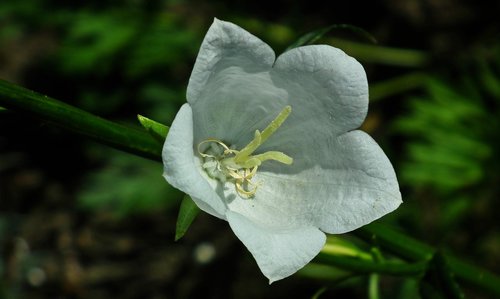 flower  white  nature