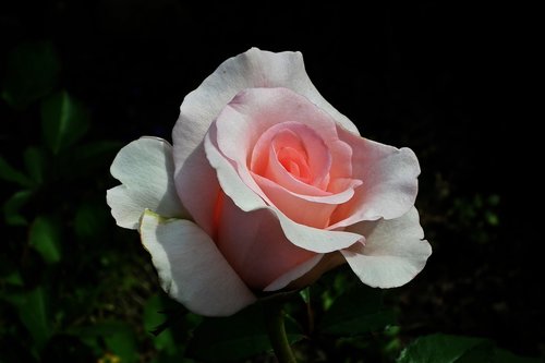 flower  rose  rose petals