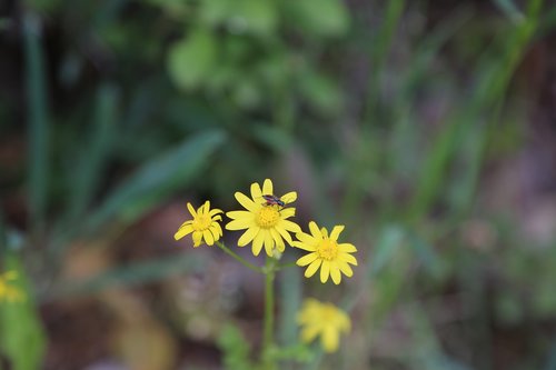 flower  spring flowers  plant