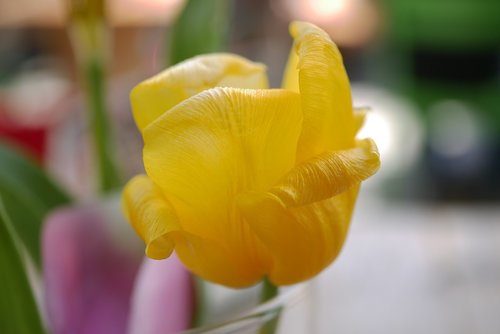 flower  close up  yellow flower