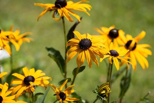 flower  yellow  yellow flower