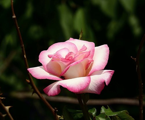 flower  rose garden  blooming flower