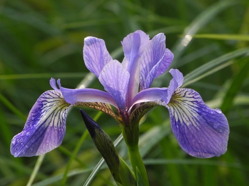 flower  blue  iris