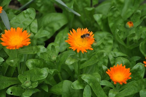 flower  bee  green