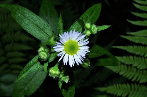 flower  margaret  white daisy