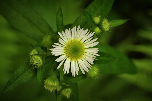 flower  margaret  white daisy