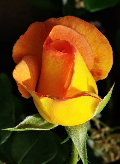 flower  rosa  rose
