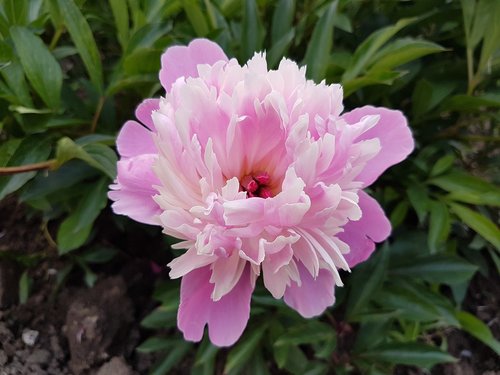 flower  pink  floral