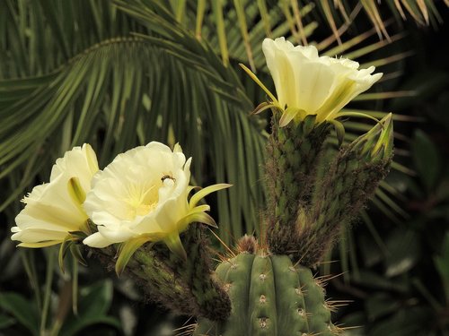 flower  cactus  plant