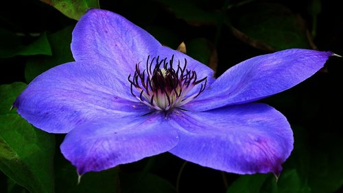 flower  clematis  blue