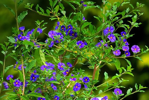 flower  gentian  blue