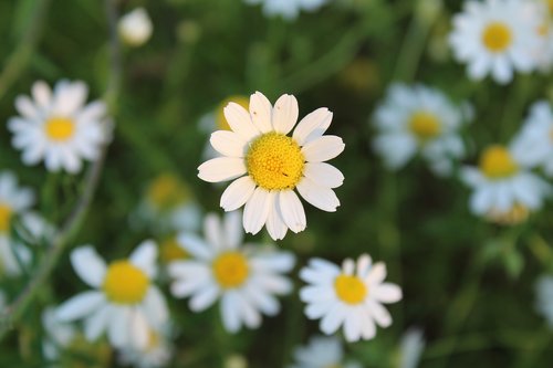 flower  chamomile  plant