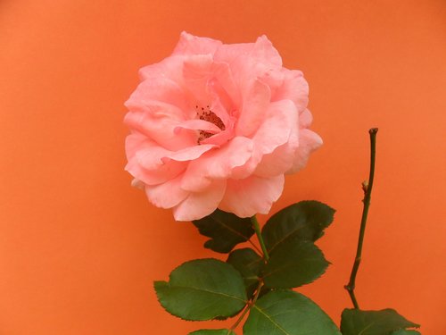 flower  no person  rosa