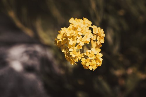 flower  yellow  yellow flower