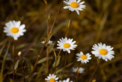 flower  white  white flowers