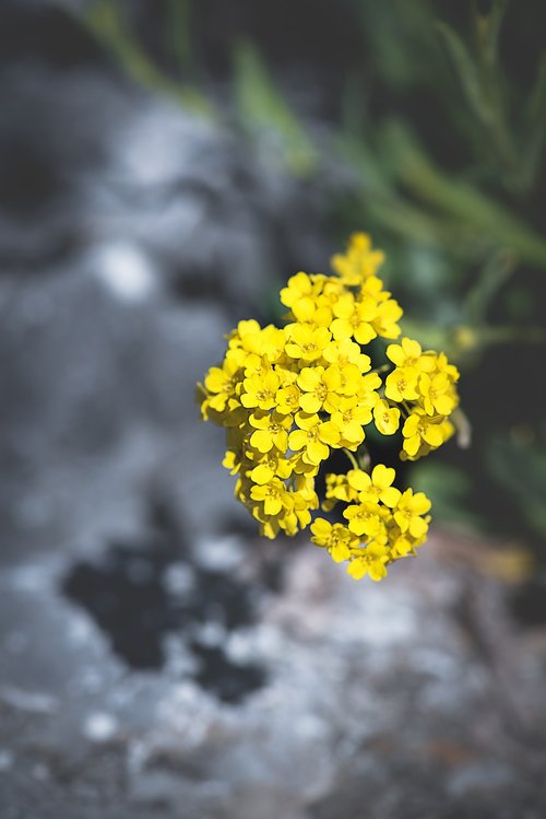 flower  yellow  yellow flower