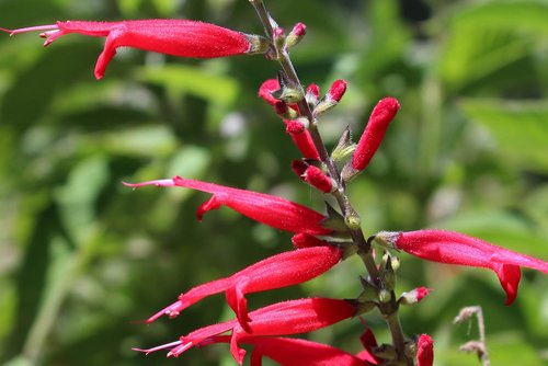 flower  red  macro