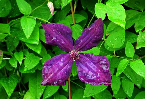 flower  clematis  violet