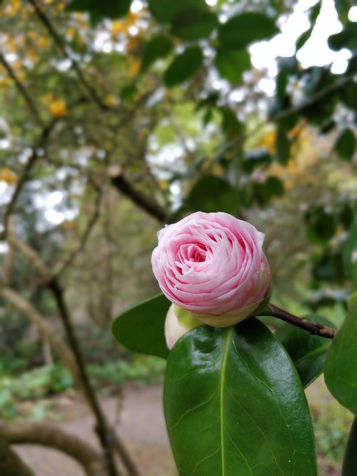 flower  garden  rose