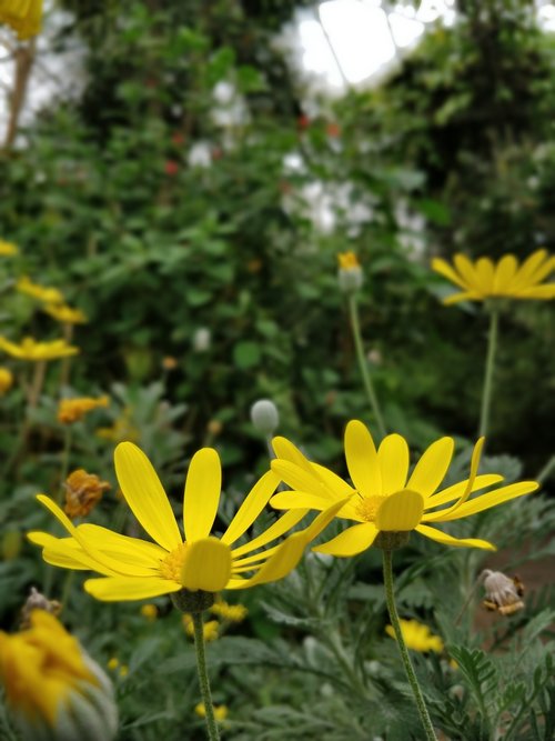 flower  plant  nature