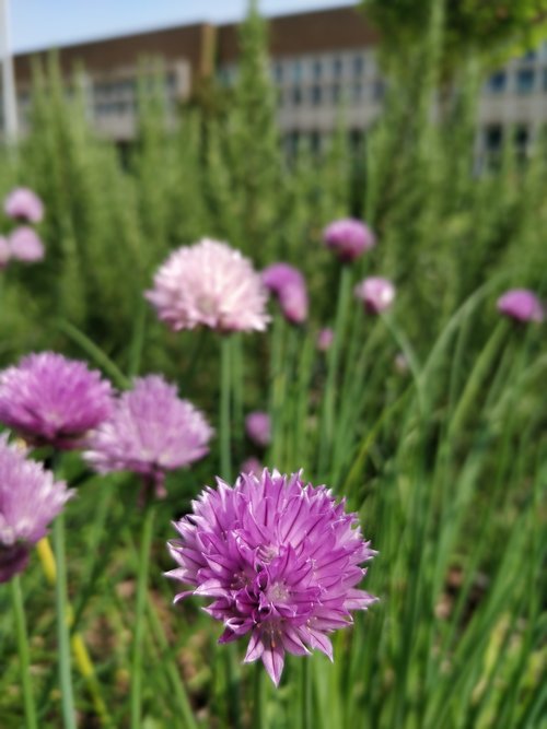 flower  plant  nature