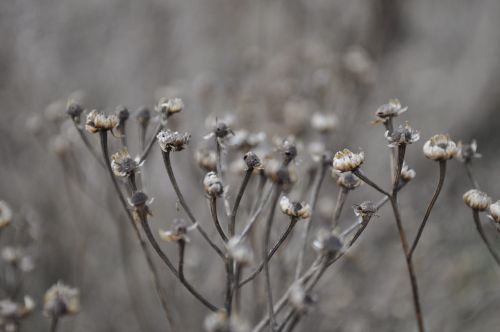 flower plant nature