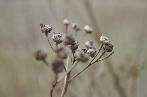 flower plant beauty