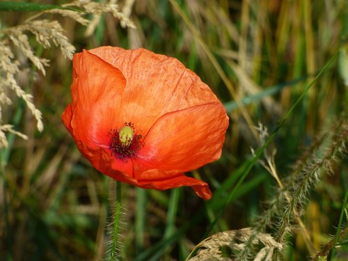 flower  poppy  red