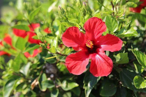 flower  hibiscus  blossom