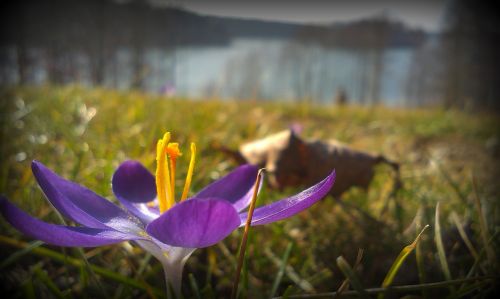 flower lake nature