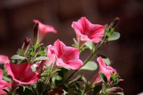 flower  sun  nature