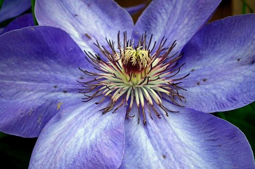 flower  clematis  closeup